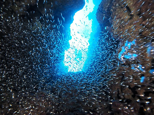 포토 JPG 주간 여러마리 자연 어류 풍경 사람없음 야외 바닷속 수중동굴 수중사진 국내포토 자연요소 다수 수중 수중동물 동굴 생태계 파일형식