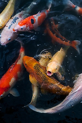 포토 JPG 주간 여러마리 사람없음 야외 연못 잉어 국내포토 자연요소 다수 어류 파일형식