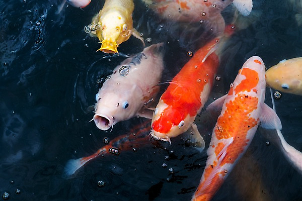 포토 JPG 주간 여러마리 사람없음 야외 연못 잉어 국내포토 자연요소 다수 어류 파일형식