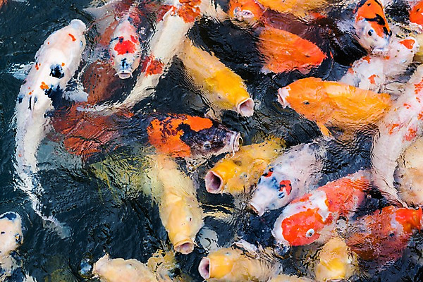 포토 JPG 주간 여러마리 사람없음 야외 연못 잉어 국내포토 자연요소 다수 어류 파일형식