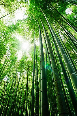 포토 JPG 주간 자연 풍경 사람없음 야외 햇빛 숲 대나무 대나무숲 국내포토 자연요소 나무 태양 생태계 파일형식