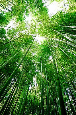 포토 JPG 주간 자연 풍경 사람없음 야외 햇빛 숲 대나무 대나무숲 국내포토 자연요소 나무 태양 생태계 파일형식