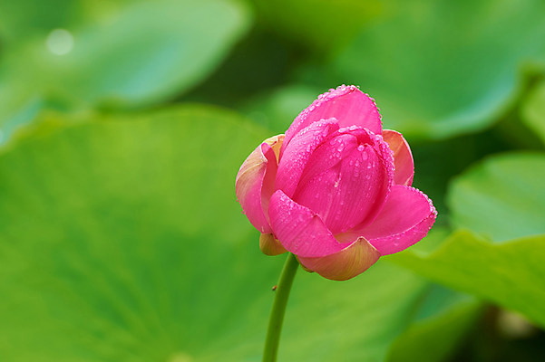포토 JPG 주간 한송이 자연 연꽃 풍경 사람없음 야외 연못 연잎 국내포토 자연요소 1 꽃 잎 생태계 송이 파일형식 식물