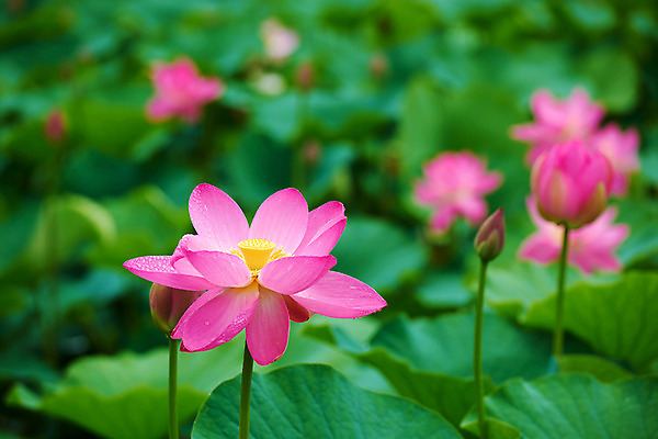포토 JPG 주간 여러송이 자연 연꽃 풍경 사람없음 야외 연못 연잎 국내포토 자연요소 꽃 다수 잎 생태계 파일형식