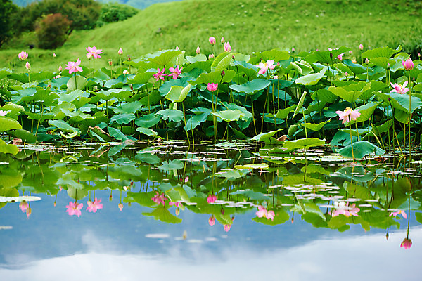 포토 JPG 주간 여러송이 자연 연꽃 풍경 사람없음 야외 연못 연잎 국내포토 자연요소 꽃 다수 잎 생태계 파일형식