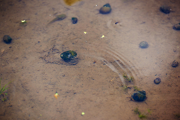 포토 JPG 주간 자연 풍경 사람없음 야외 연못 다슬기 국내포토 자연요소 어패류 생태계 파일형식