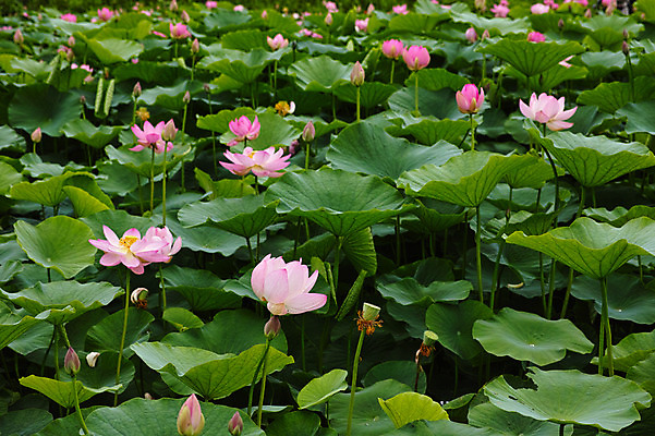 포토 JPG 주간 여러송이 자연 연꽃 풍경 사람없음 야외 연못 연잎 국내포토 자연요소 꽃 다수 잎 생태계 파일형식