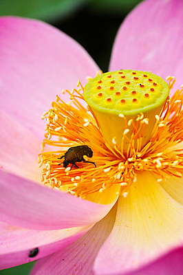 포토 JPG 주간 한마리 자연 연꽃 풍경 사람없음 야외 연못 풍뎅이 국내포토 자연요소 1 꽃 곤충 생태계 파일형식
