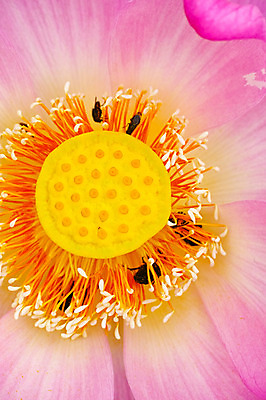 포토 JPG 주간 여러마리 자연 연꽃 풍경 사람없음 야외 연못 풍뎅이 국내포토 자연요소 꽃 다수 곤충 생태계 파일형식