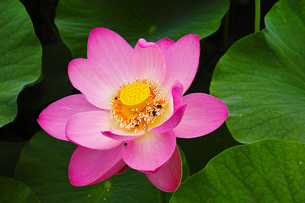 포토 JPG 주간 여러마리 자연 연꽃 풍경 사람없음 야외 연못 풍뎅이 연잎 국내포토 자연요소 꽃 다수 곤충 잎 생태계 파일형식