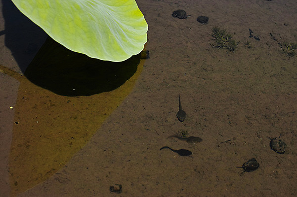 포토 JPG 주간 자연 풍경 사람없음 야외 연못 연잎 올챙이 국내포토 자연요소 잎 생태계 파일형식