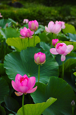포토 JPG 주간 여러송이 자연 연꽃 풍경 사람없음 야외 연못 연잎 국내포토 자연요소 꽃 다수 잎 생태계 파일형식