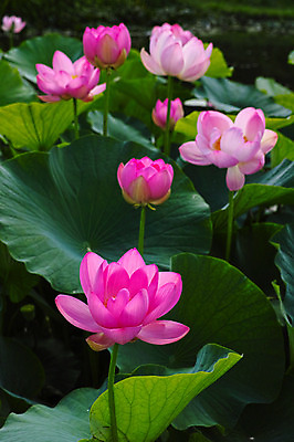 포토 JPG 주간 여러송이 자연 연꽃 풍경 사람없음 야외 연못 연잎 국내포토 자연요소 꽃 다수 잎 생태계 파일형식