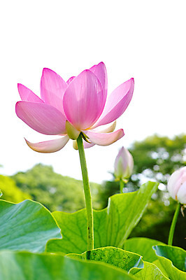 포토 JPG 주간 한송이 자연 연꽃 풍경 사람없음 야외 연못 연잎 국내포토 자연요소 1 꽃 잎 생태계 송이 파일형식