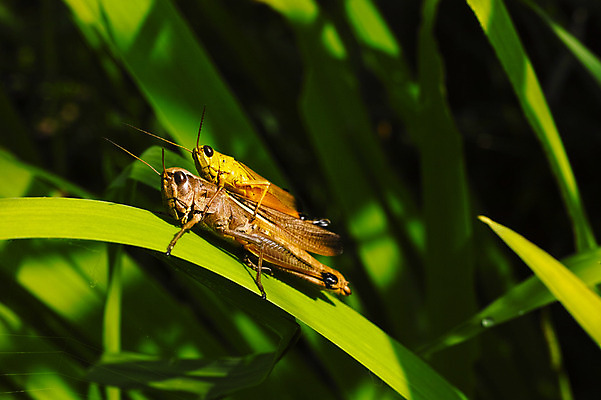 포토 JPG 주간 곤충 두마리 자연 풍경 사람없음 야외 풀 메뚜기 국내포토 자연요소 식물 동물 2 생태계 파일형식
