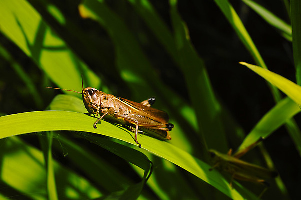 포토 JPG 주간 한마리 곤충 자연 풍경 사람없음 야외 풀 메뚜기 국내포토 자연요소 식물 동물 1 생태계 파일형식