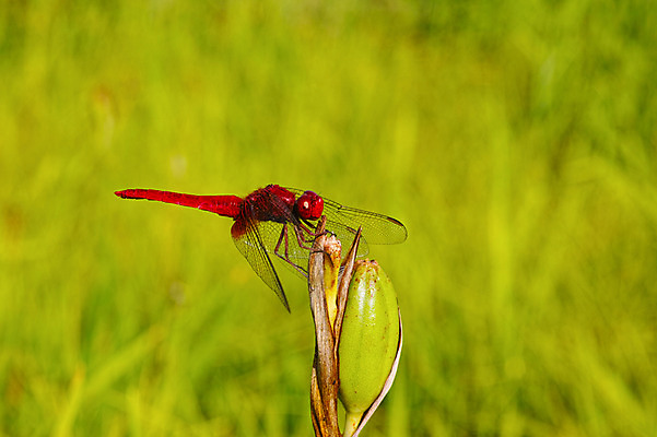 포토 JPG 주간 한마리 자연 풍경 사람없음 야외 고추잠자리 국내포토 자연요소 1 잠자리 생태계 파일형식
