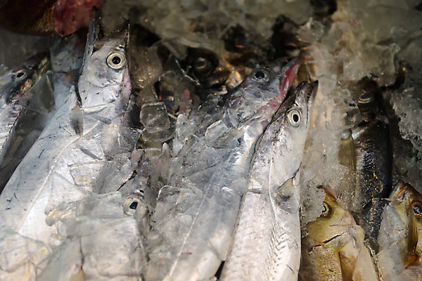 포토 JPG 여러마리 실내 어류 사람없음 얼음 수산시장 국내포토 자연요소 다수 내부 수중동물 시장 파일형식