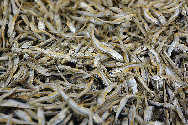 포토 JPG 여러마리 실내 어류 사람없음 마른멸치 멸치 국내포토 다수 내부 수중동물 파일형식