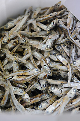 포토 JPG 여러마리 실내 어류 사람없음 마른멸치 멸치 국내포토 다수 내부 수중동물 파일형식