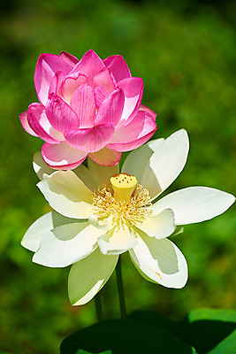 포토 JPG 주간 자연 연꽃 풍경 사람없음 야외 연못 두송이 연잎 국내포토 자연요소 꽃 잎 2 생태계 파일형식 식물