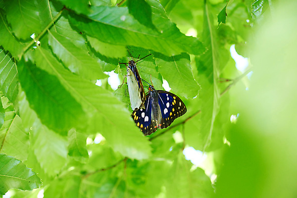 포토 JPG 주간 나비 잎 두마리 자연 풍경 사람없음 야외 탈피 국내포토 자연요소 식물 곤충 2 생태계 파일형식