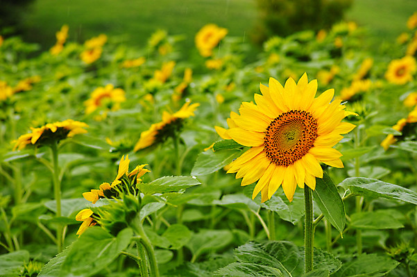 포토 JPG 주간 여러송이 꽃밭 자연 해바라기 풍경 사람없음 야외 국내포토 자연요소 꽃 다수 생태계 파일형식