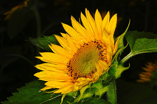 포토 JPG 주간 한송이 자연 해바라기 사람없음 야외 국내포토 자연요소 1 꽃 생태계 송이 파일형식