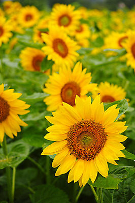 포토 JPG 주간 여러송이 꽃밭 자연 해바라기 풍경 사람없음 야외 국내포토 자연요소 꽃 다수 생태계 파일형식