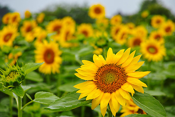 포토 JPG 주간 여러송이 꽃밭 자연 해바라기 풍경 사람없음 야외 국내포토 자연요소 꽃 다수 생태계 파일형식