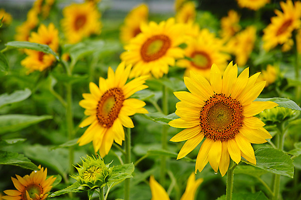 포토 JPG 주간 여러송이 꽃밭 자연 해바라기 풍경 사람없음 야외 국내포토 자연요소 꽃 다수 생태계 파일형식