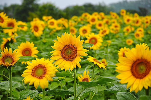 포토 JPG 주간 여러송이 꽃밭 자연 해바라기 풍경 사람없음 야외 국내포토 자연요소 꽃 다수 생태계 파일형식