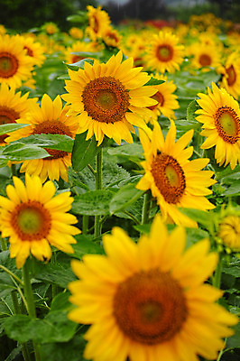 포토 JPG 주간 여러송이 꽃밭 자연 해바라기 풍경 사람없음 야외 국내포토 자연요소 꽃 다수 생태계 파일형식