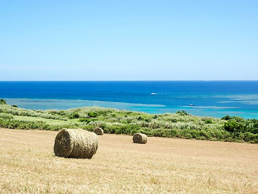 포토 JPG 주간 바다 자연 풍경 사람없음 야외 짚더미 국내포토 자연요소 볏짚 생태계 파일형식 더미