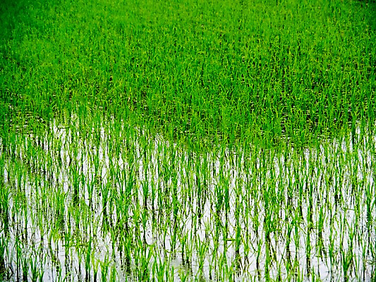 포토 JPG 주간 자연 논 풍경 사람없음 야외 모내기 국내포토 자연요소 농업 생태계 파일형식