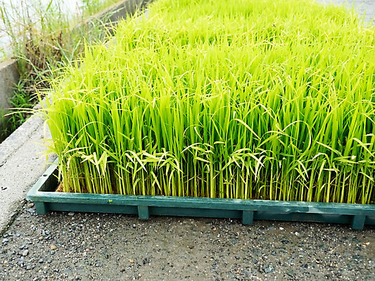 포토 JPG 주간 자연 논 풍경 사람없음 야외 모판 모내기 모종 국내포토 자연요소 농업 생태계 파일형식