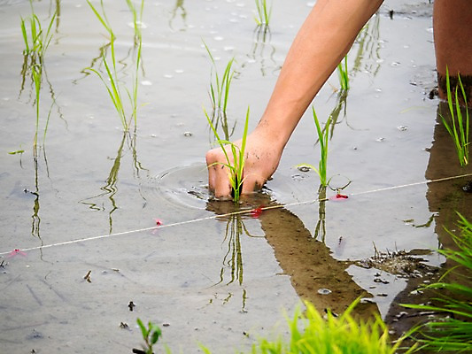 포토 JPG 주간 논 한명 손짓 야외 신체부위 농부 팔 모내기 국내포토 자연요소 직업 1 농업 모션 사람 파일형식