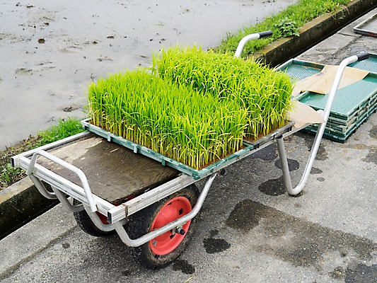 포토 JPG 주간 논 사람없음 야외 수레 모판 모내기 모종 국내포토 자연요소 농업 카트 파일형식