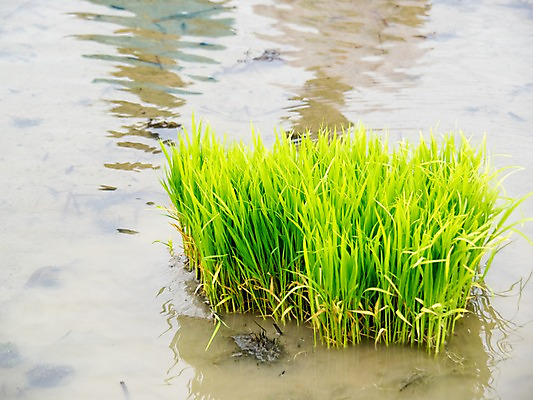 포토 JPG 주간 논 사람없음 야외 모판 모내기 모종 국내포토 자연요소 농업 파일형식