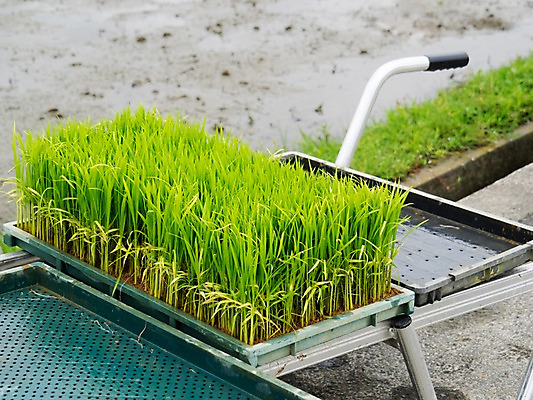 포토 JPG 주간 논 사람없음 야외 수레 모판 모내기 모종 국내포토 자연요소 농업 카트 파일형식