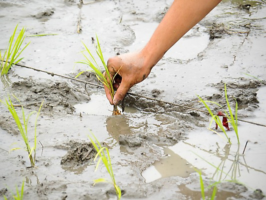 포토 JPG 주간 손 논 한명 야외 신체부위 농부 모내기 국내포토 자연요소 직업 1 농업 사람 파일형식