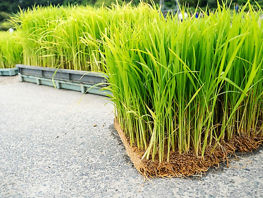 포토 JPG 주간 논 사람없음 야외 모판 모내기 모종 국내포토 자연요소 농업 파일형식