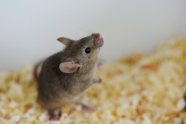 포토 JPG 한마리 실내 사람없음 쥐 국내포토 1 내부 설치류 파일형식