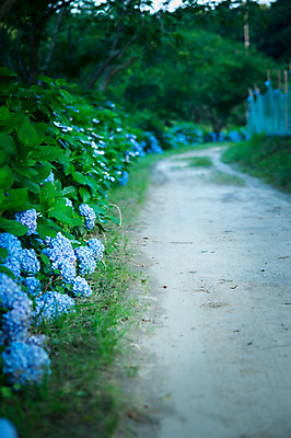 포토 JPG 주간 자연 거리 풍경 사람없음 야외 파란색 수국 국내포토 자연요소 꽃 컬러 생태계 파일형식