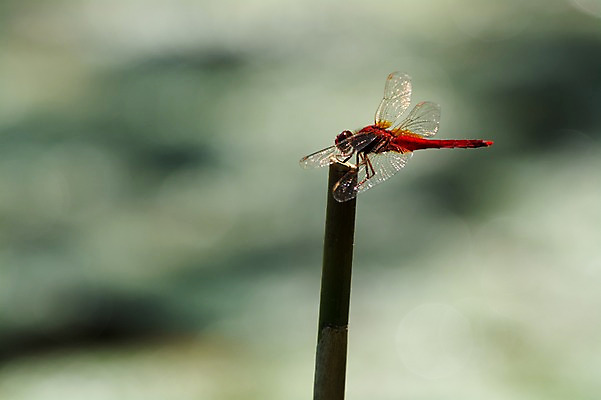 포토 JPG 주간 자연 풍경 사람없음 야외 아웃포커스 나뭇가지 고추잠자리 국내포토 자연요소 나무 촬영기법 잠자리 생태계 파일형식