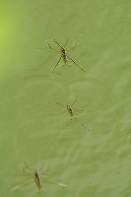 포토 JPG 주간 자연 세마리 풍경 사람없음 야외 연못 소금쟁이 국내포토 자연요소 곤충 3 생태계 파일형식