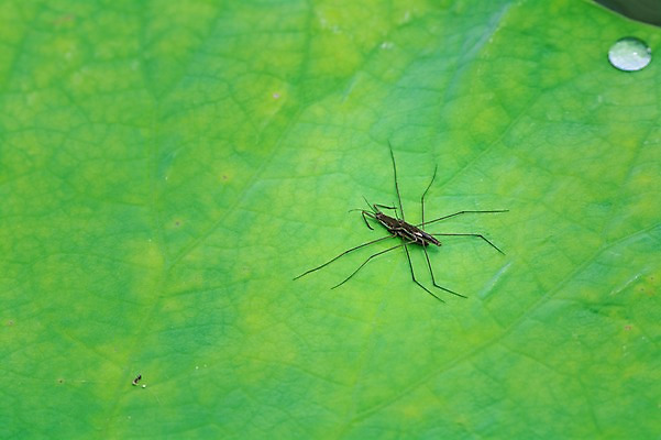 포토 JPG 주간 한마리 자연 풍경 사람없음 야외 연잎 소금쟁이 국내포토 자연요소 1 곤충 잎 생태계 파일형식