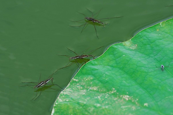 포토 JPG 주간 여러마리 자연 풍경 사람없음 야외 연못 연잎 소금쟁이 국내포토 자연요소 다수 곤충 잎 생태계 파일형식
