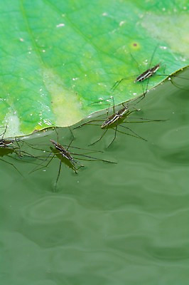 포토 JPG 주간 여러마리 자연 풍경 사람없음 야외 연못 연잎 소금쟁이 국내포토 자연요소 다수 곤충 잎 생태계 파일형식