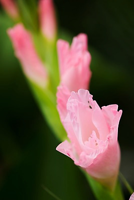 포토 JPG 주간 꽃 자연 풍경 사람없음 야외 글라디올러스 국내포토 자연요소 식물 생태계 파일형식